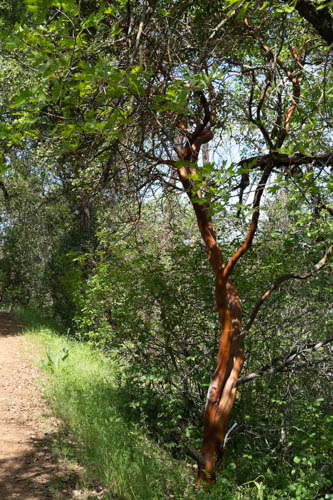 Manzanita tree on side of trail