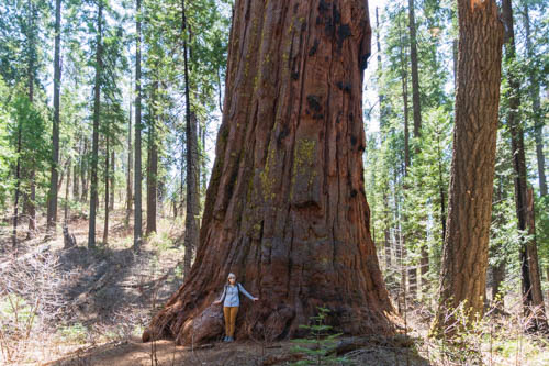 Woman standing at foot of sequoia tree