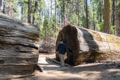 Man standing next to a fallen tree