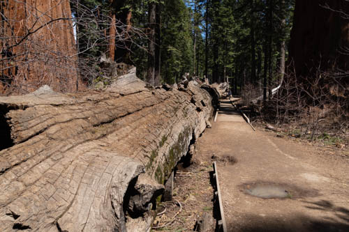 Fallen sequoia tree log