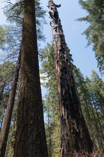 Burned sequoia after bark removed